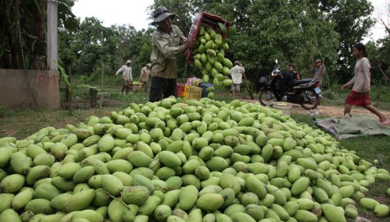 business_a_farmer_collects_harvested_mangoes_in_kandal_province_in_2013_heng_chivoan