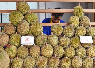Durians are seen for sale in Singapore's Little India district on July 25, 2016. / AFP PHOTO / ROSLAN RAHMAN