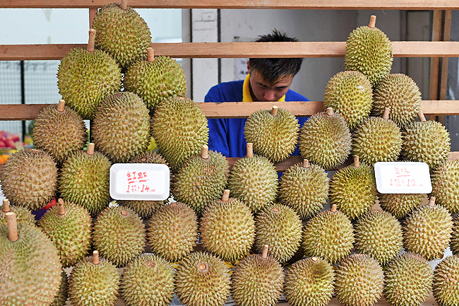 Durians are seen for sale in Singapore's Little India district on July 25, 2016. / AFP PHOTO / ROSLAN RAHMAN