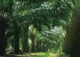 oil-palm-plantation-filepic
