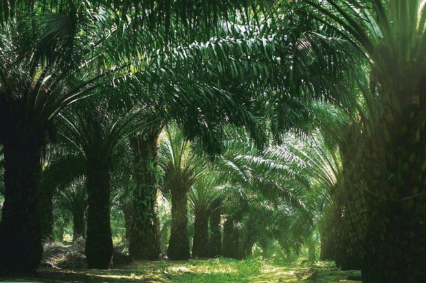 oil-palm-plantation-filepic