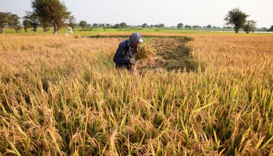 business_a_farmer_harvests_rice_crop_at_a_paddy_field_in_phnom_penhs_russey_keo_district_in_2015_26_01_2015_vireak_mai