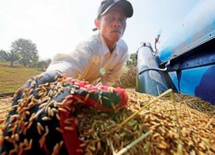 business_a_rice_farmer_gathers_rice_grains_for_sale_after_harvest_season_in_battambang_province_heng_chivoan