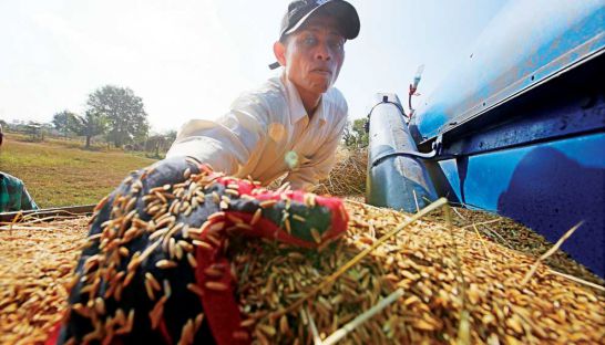 business_a_rice_farmer_gathers_rice_grains_for_sale_after_harvest_season_in_battambang_province_heng_chivoan