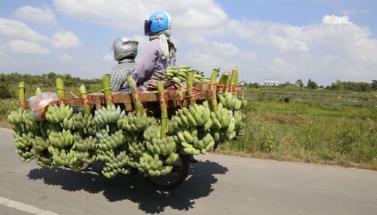 business_motorists_carry_bananas_for_sale_along_national_road_1_in_kandal_province_earlier_this_year_heng_chivoan