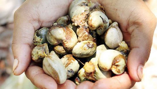 business_a-worker-holds-freshly-picked-cashew-nuts-on-a-plantation-in-kampong-cham-province_sovan-philong