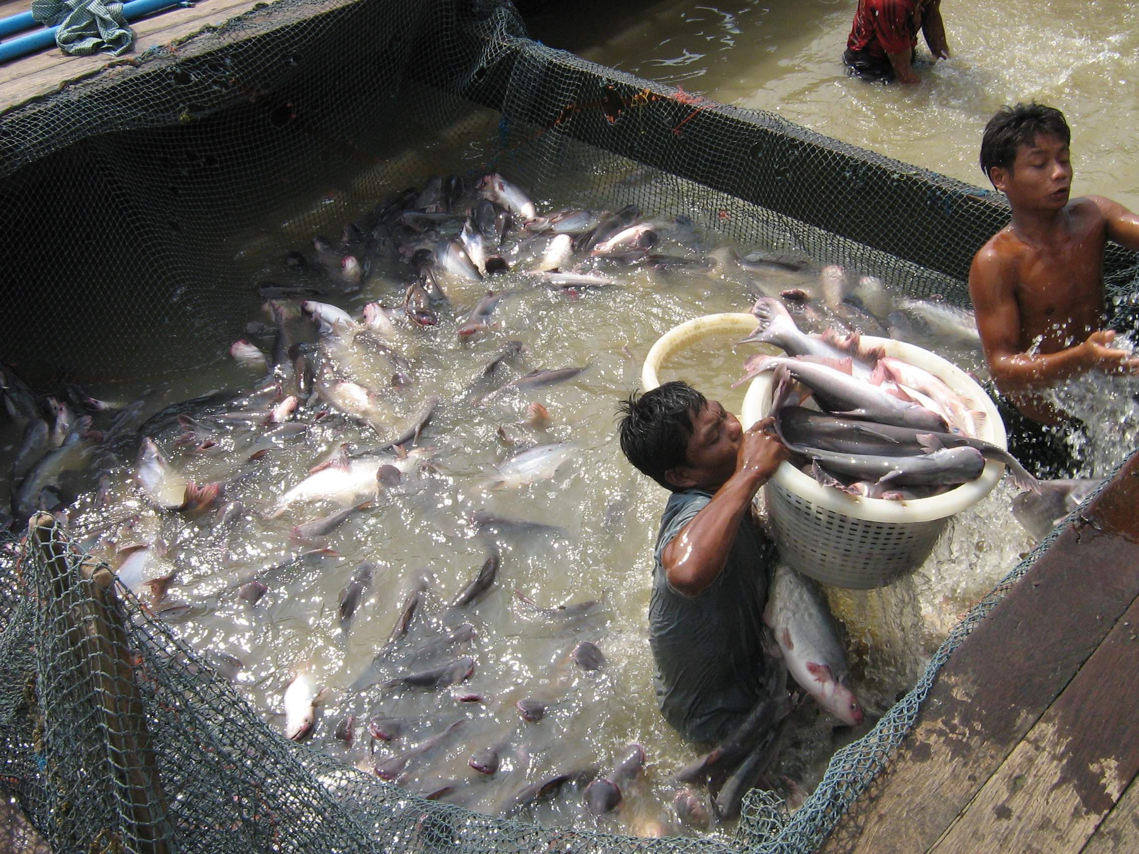 workers-handle-farmed-fish