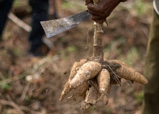 p-12-b3-top-cassava-453-w-with-picture-reuters-hm