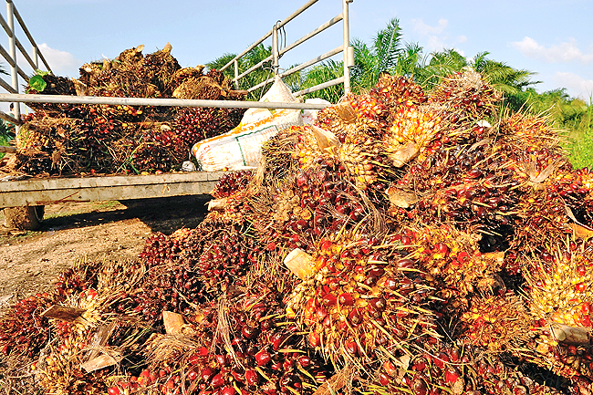 fresh palm oil fruit from truck.