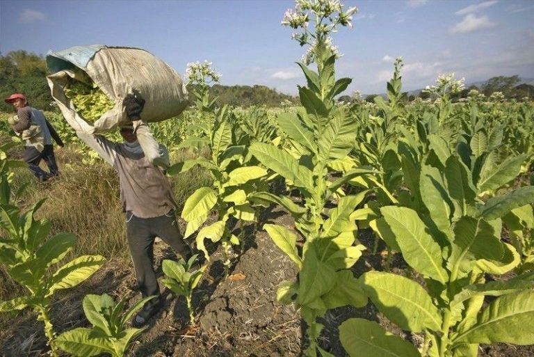 Philippines Tobacco excise tax collection rises 8 to P147 billion in