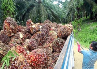 A worker harvest oil palm fruits at Felda Sahabat in Lahad Datu.
AZHAR MAHFOF/The Star (25/2/2013)