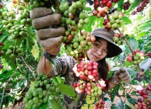 vietnam-can-become-food-supplier-to-the-whole-world-vida-s-chair