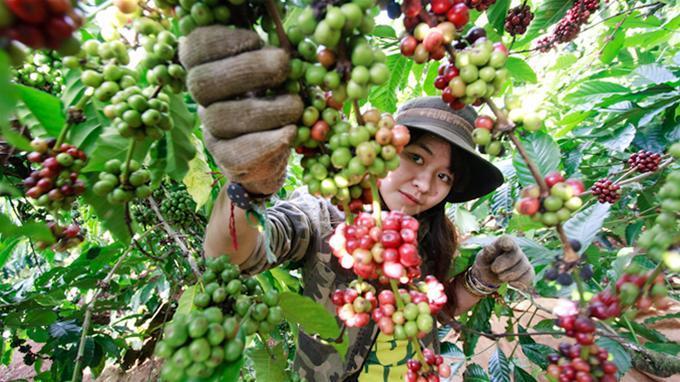 vietnam-can-become-food-supplier-to-the-whole-world-vida-s-chair