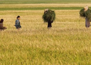 Rice-paddy-farmer-field-Myanmar-e1595572154314-696x389