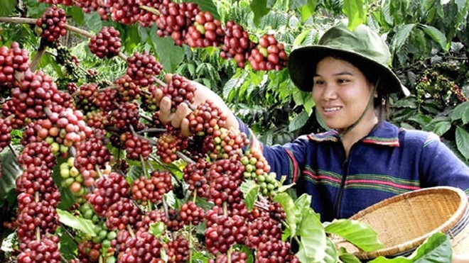 coffee-industry-strives-to-earn-us-5-billion-from-export-by-2030