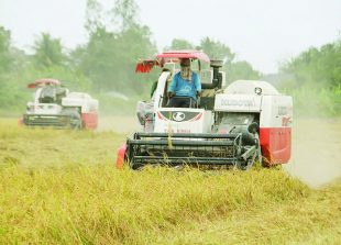 surpassing-thailand-vietnam-becomes-no-2-rice-exporter-in-the-world