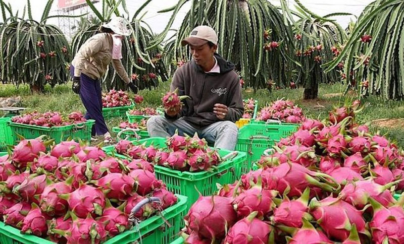 fruit-exports-to-china-fall-but-are-offset-by-more-exports-to-thailand