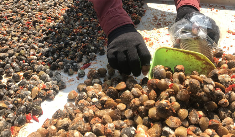 A vendor selling clams  in Battambang town. With the Kingdom having already ratified the RCEP and it being due to enter into force by the beginning of 2022, SMEs and infrastructure will need to be bolstered for Cambodia to reap the benefits of the world's largest trade deal. KT/Husain Haider