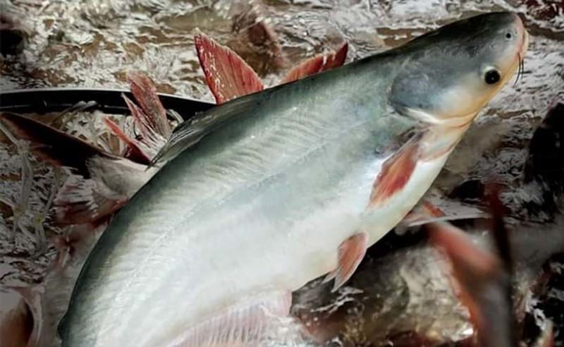difficult-period-forecast-for-vietnams-catfish-industry-in-2022