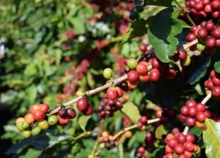 rising-demand-for-coffee-in-eu-opens-doors-for-increased-vietnamese-offerings