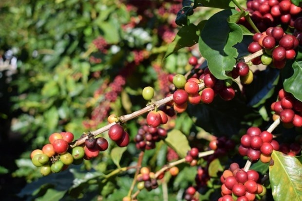 rising-demand-for-coffee-in-eu-opens-doors-for-increased-vietnamese-offerings