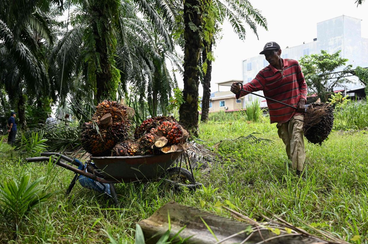 This picture taken on June 30, 2022 shows a foreign worker collecting palm oil fruits in Ijok, in Malaysia's Selangor state. - Overripe palm oil fruits hang untouched in trees while others lie rotting scattered around a plantation, as Malaysian farmers reap the bitter harvest of a severe labour shortage. (Photo by Mohd RASFAN / AFP) / TO GO WITH: Malaysia-economy-commodity-labour, FOCUS by M. JEGATHESAN