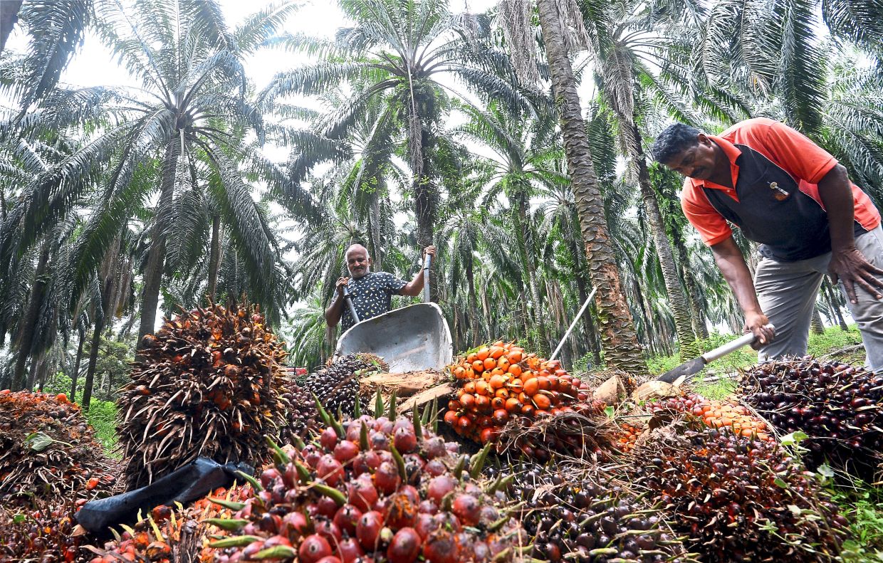 K.Arasu (leftt) and R.Krishnasamy  (right) harvesting  oil palm  fruits at a plantation  in Dengkil.Photo for the story Palm oil plantation are lack of workers.
(9/5/2022). AZHAR MAHFOF/The Star