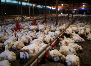 Chickens are seen inside a poultry farm in Sepang, Selangor, May 27, 2022.  Picture taken May 27, 2022. REUTERS/Hasnoor Hussain