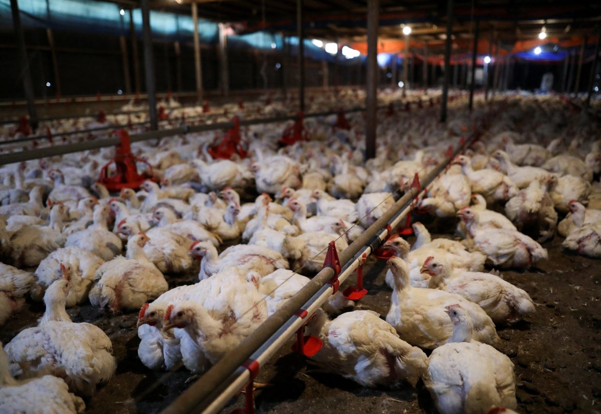 Chickens are seen inside a poultry farm in Sepang, Selangor, May 27, 2022. Picture taken May 27, 2022. REUTERS/Hasnoor Hussain