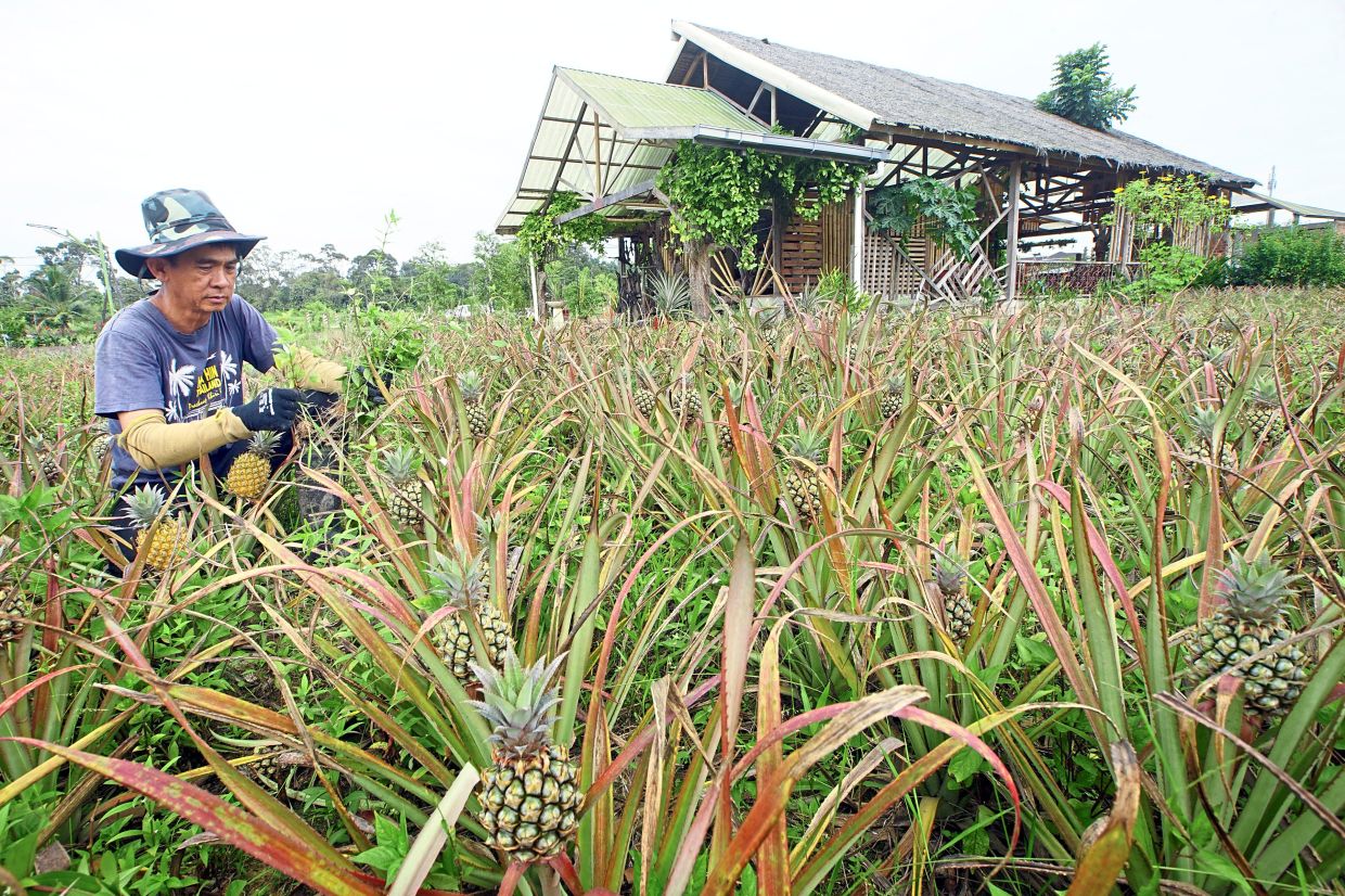 METRO THOUSAND WORDS / STANDALONE PIX
Pineapple farmer Lim Yong Wah harvesting some ripe fruits from his 2.8ha farm in Pekan Nanas, Pontian, which were also used to produce other pineapple products such as juices, sauces, dehydrated snacks and tarts.

Now that the economic sectors are gradually opening up, the 53 year-old is looking forward to welcoming tourists to his “pineapple education farm”.

With 12 years of pineapple planting under his belt, he is eager to share experience and stories with visitors - from tips for harvesting the fruit to differentiating the many pineapple species - to spread knowledge and love for the fruit.— THOMAS YONG/The Star